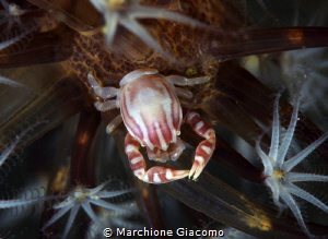 Porcelain crab
Lembeh straith
Nikon D800E, 105 macro Ni... by Marchione Giacomo 